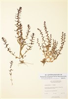 藏品(毛蟲婆婆納)的圖片